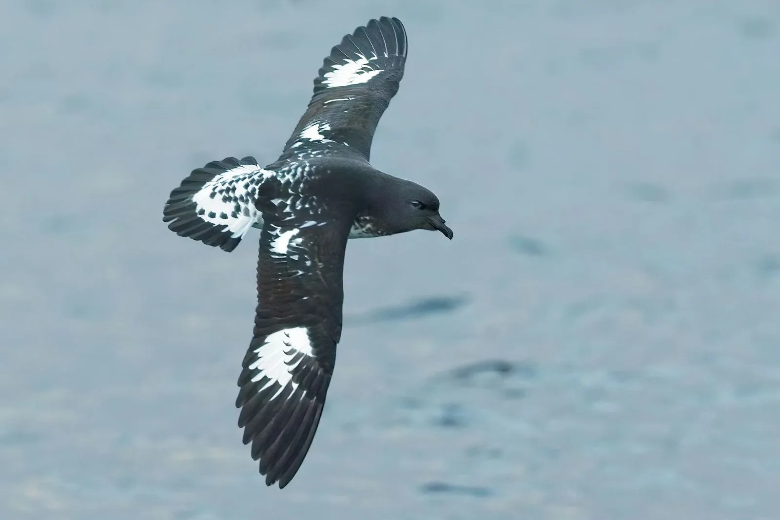 Ave volando sobre el mar